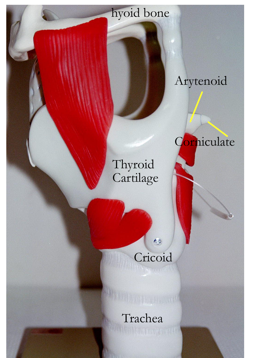 Cartilages Of Larynx Chart